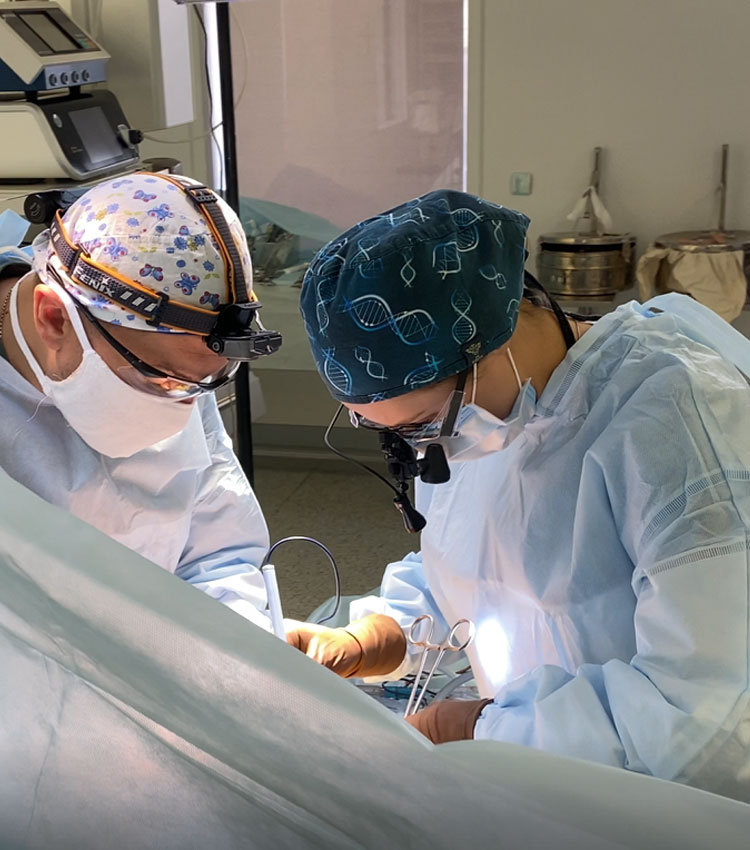 ПЕЧІНКА, ПІДШЛУНКОВА ЗАЛОЗА, ЖОВЧОВИВІДНІ ПРОТОКИ, ЖОВЧНИЙ МІХУР